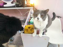 -我爱猫咪·猫咖·狗咖·安哥拉兔·羊驼咖(小寨华旗店)