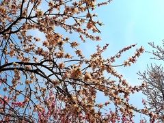 -桃花堤公园