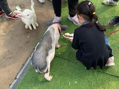 -前小桔亲子创意农场·草莓采摘·露营烧烤