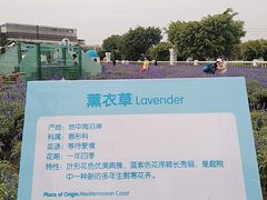 -百万葵园