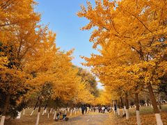 -长白岛森林公园