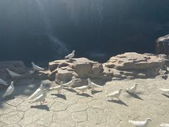 -燕塞湖鸟语林景区