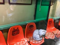 -猫咪博物馆(顶澳仔猫街店)