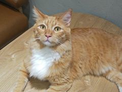 -藏猫猫咖啡主题馆(中央大道店)