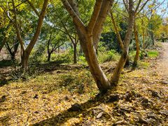 -千年银杏谷文化旅游区