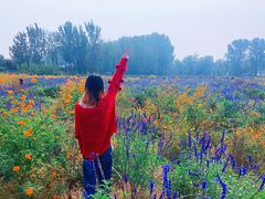 -北京东方普罗旺斯薰衣草庄园