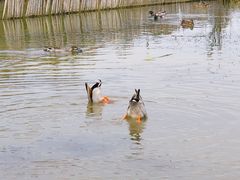 -盐城丹顶鹤湿地生态旅游区