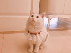 -伟伟宠物医院·瑞派猫友好医院·猫科(光谷店)