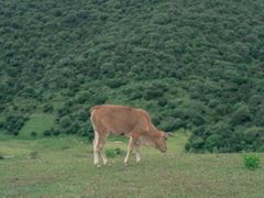 -大姆山草场