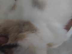 -宠爱国际动物医院· 猫科· 外科·中兽医(长白店)