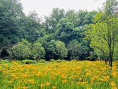 -上海佘山国家森林公园天马山园