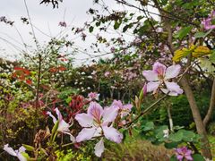 -番禺大夫山森林公园