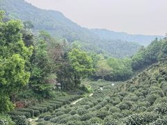 -十八棵（老龙井）御茶园(老龙井店)