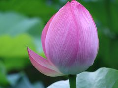 -陈家山荷花公园