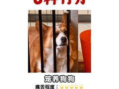 -立德动物医院·异宠·CT·鹦鹉(天河店)