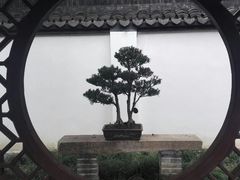-上海醉白池公园