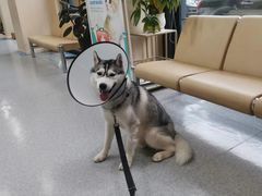 -喜多萌中农锦绣动物医院24H·猫科·牙科MRI·CT
