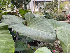 -北京植物园-展览温室