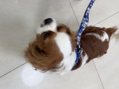 -美联众合动物医院·24h京西诊疗中心