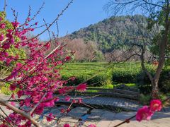 -中国茶叶博物馆(双峰馆区)