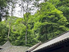 -江西阳明山国家森林公园