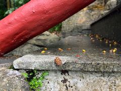 -广州市白云山风景名胜区