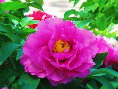 -莲花池公园