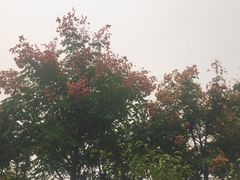 -茯茶镇