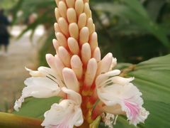 -中国科学院华南植物园