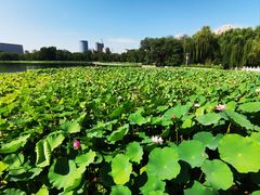 -莲花池公园