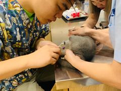 -瑞派名望24h动物医院异宠专科·猫专科·骨科·重症监护分院