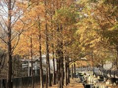 -白水寺森林公园