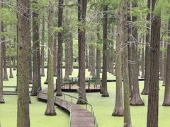 -渌洋湖湿地公园