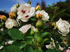 -人民公园(罗湖区)