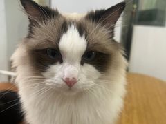 -李小姐の猫咖啡馆(五角场店)
