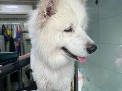 -瑞派动物医院·绝育·犬猫全科·预防医学(光景江南中店)