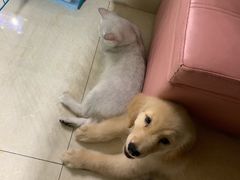 -翊宠yipet猫狗购宠庄园犬舍•猫舍
