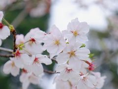 -鸡鸣寺
