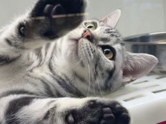 -lincat·猫舍(广州店)