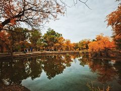 -金塔沙漠胡杨林景区