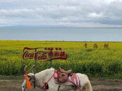 -青海湖国家重点风景名胜区