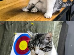 -蓝天射箭馆·专业射箭运动(诚丰广场店)