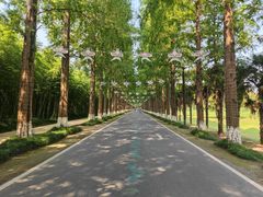 -黄海国家森林公园