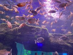 -石家庄海洋公园