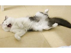 -凯特喵百思猫专科医院