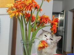 -袖虎宠物·金渐层缅因猫舍(灵芝店)