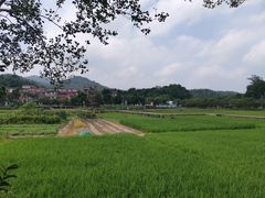 -红山村