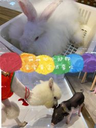 -Moni星球萌宠·小马宝莉·灵蛇·高端高阶全萌宠互动体验俱乐部(红豆国际广场店)