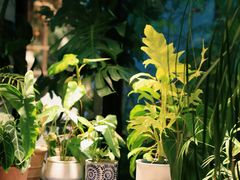 -自由生长植物工作室(深港花卉中心店)