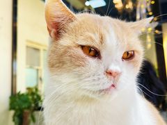 -猫小院猫主题餐厅(南锣旗舰店)